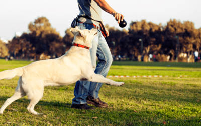 Edmonton’s Best Off-Leash Dog Parks