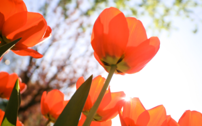 Summer Landscaping Tips and Tricks (for now and later)